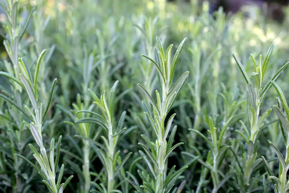 fresh rosemary stalks