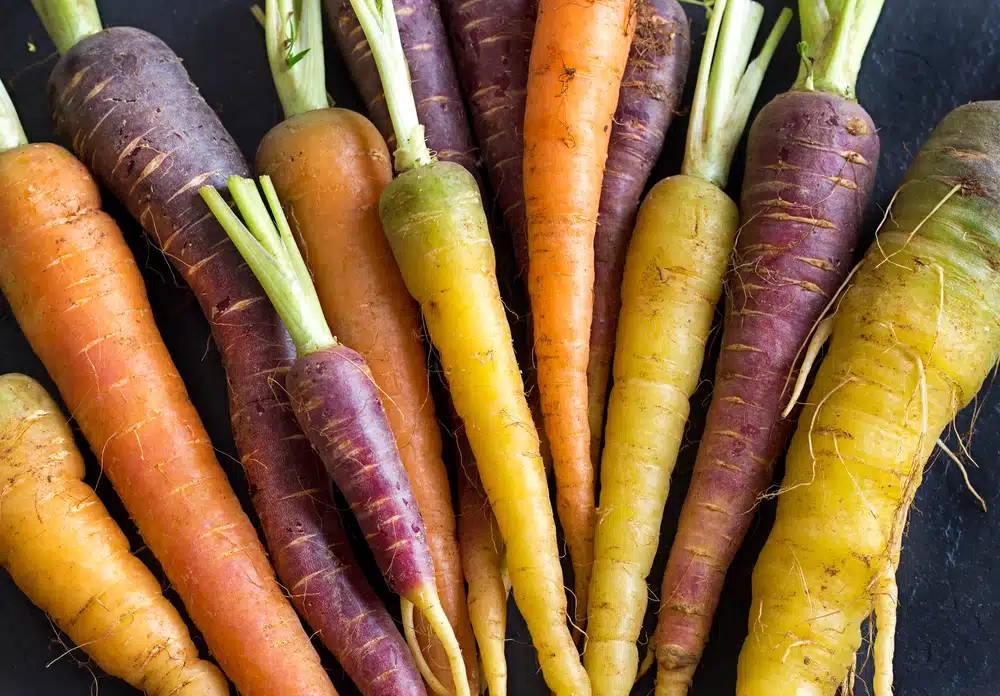 multi-colored carrots with tops
