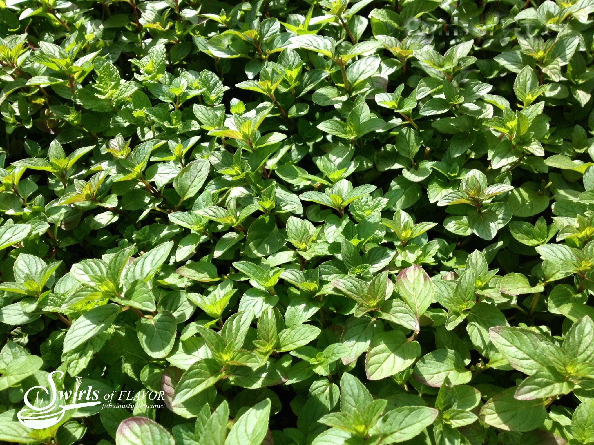 close up of fresh mint leaves growing