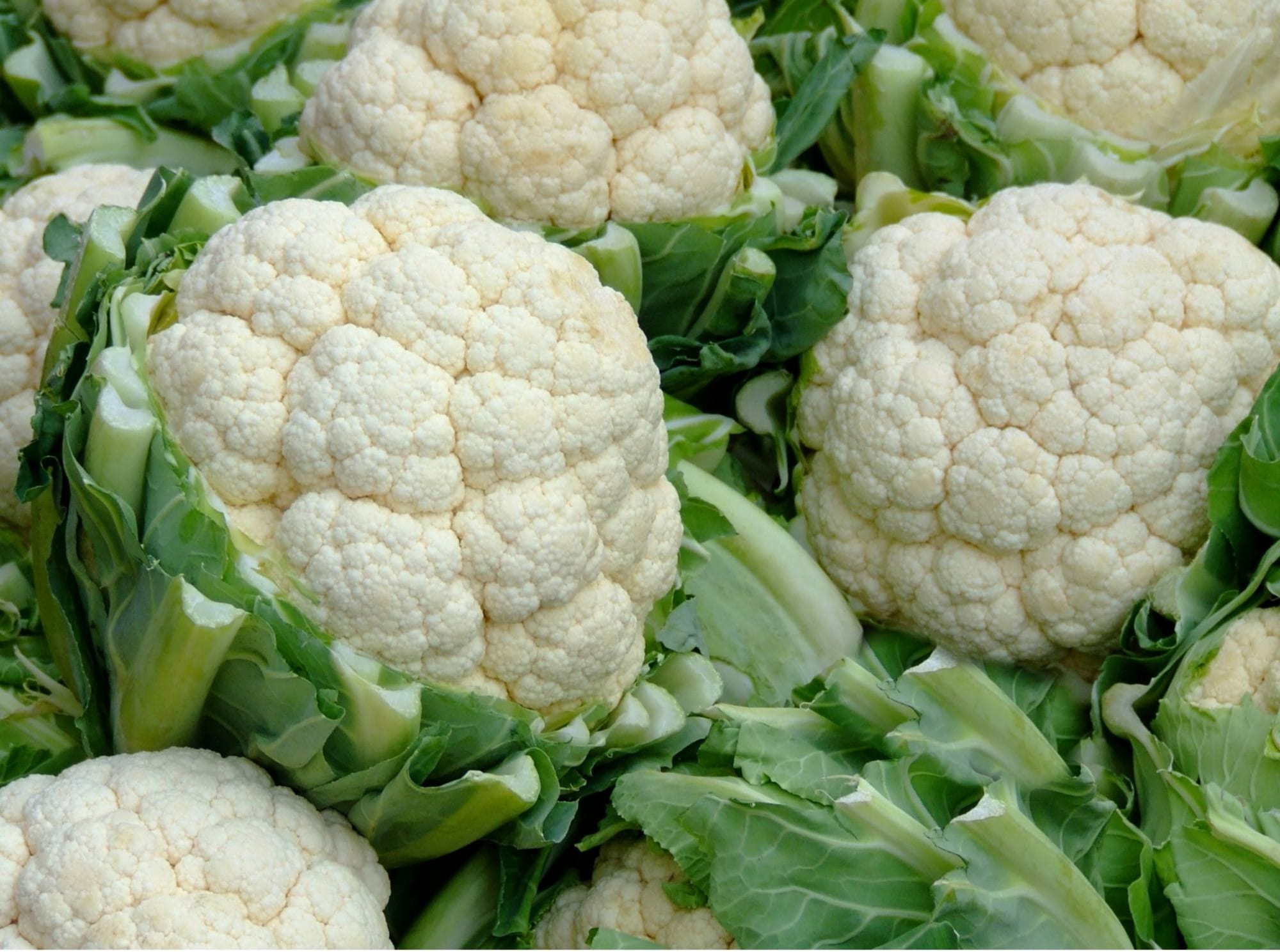 heads of cauliflower with green leaves