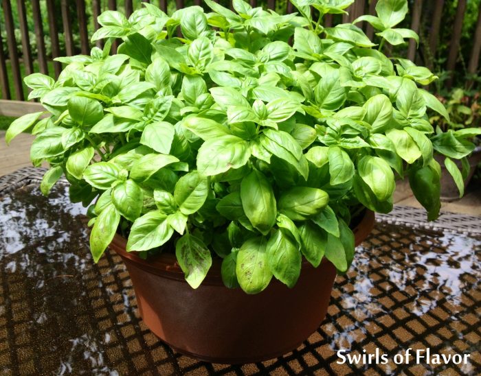 Fresh basil