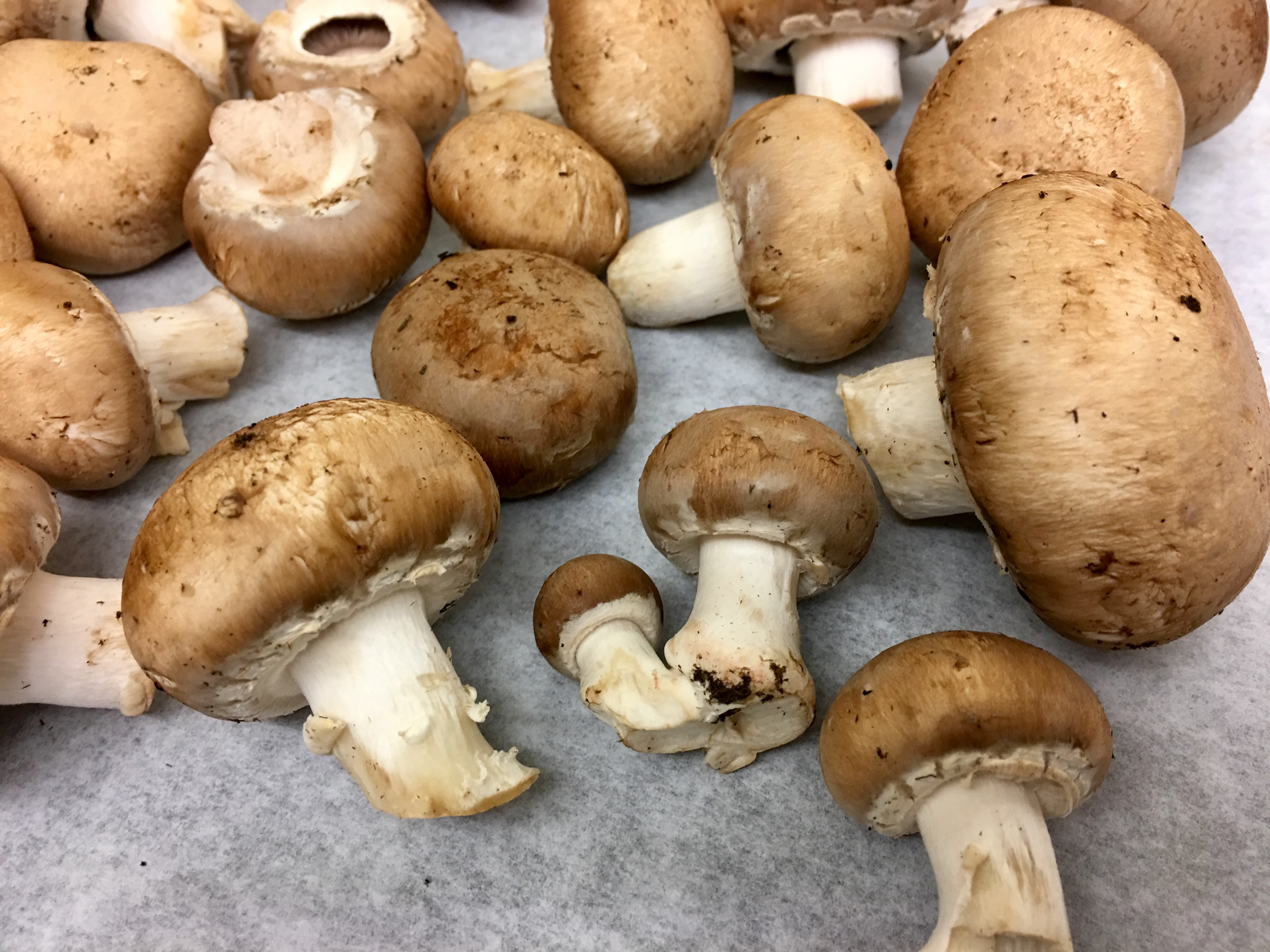 mushrooms 