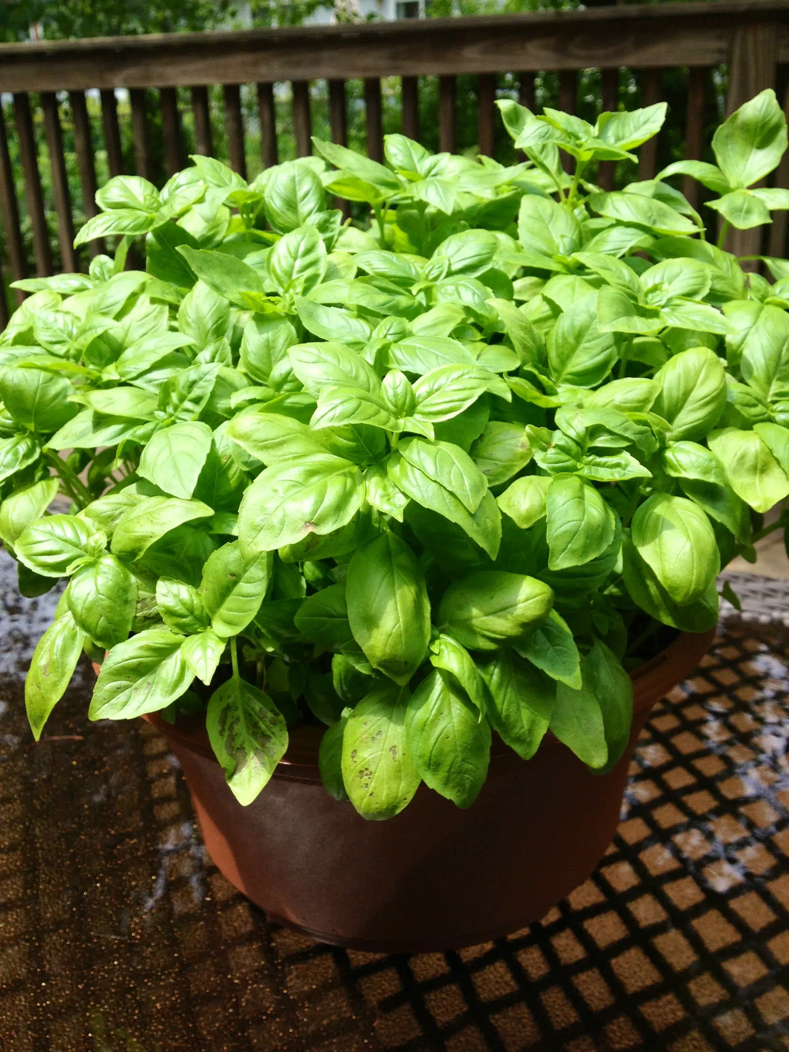 basil plant in a pot