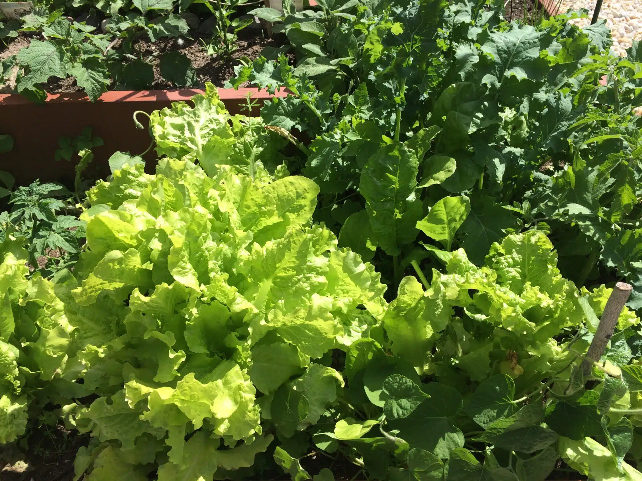 A variety of green lettuces