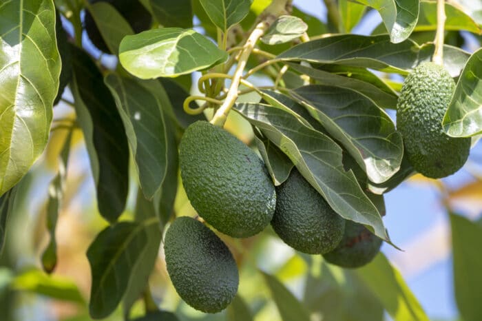 avocados hanging on the tree