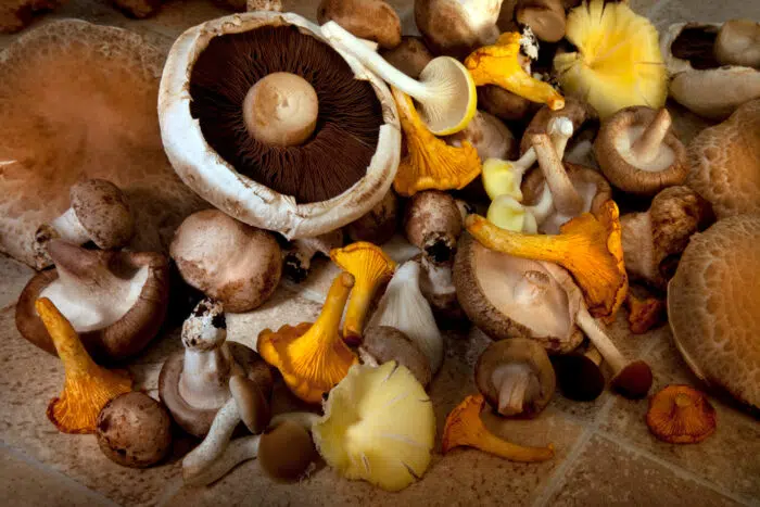 pile of edible mushrooms