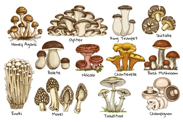 goup of edible mushrooms