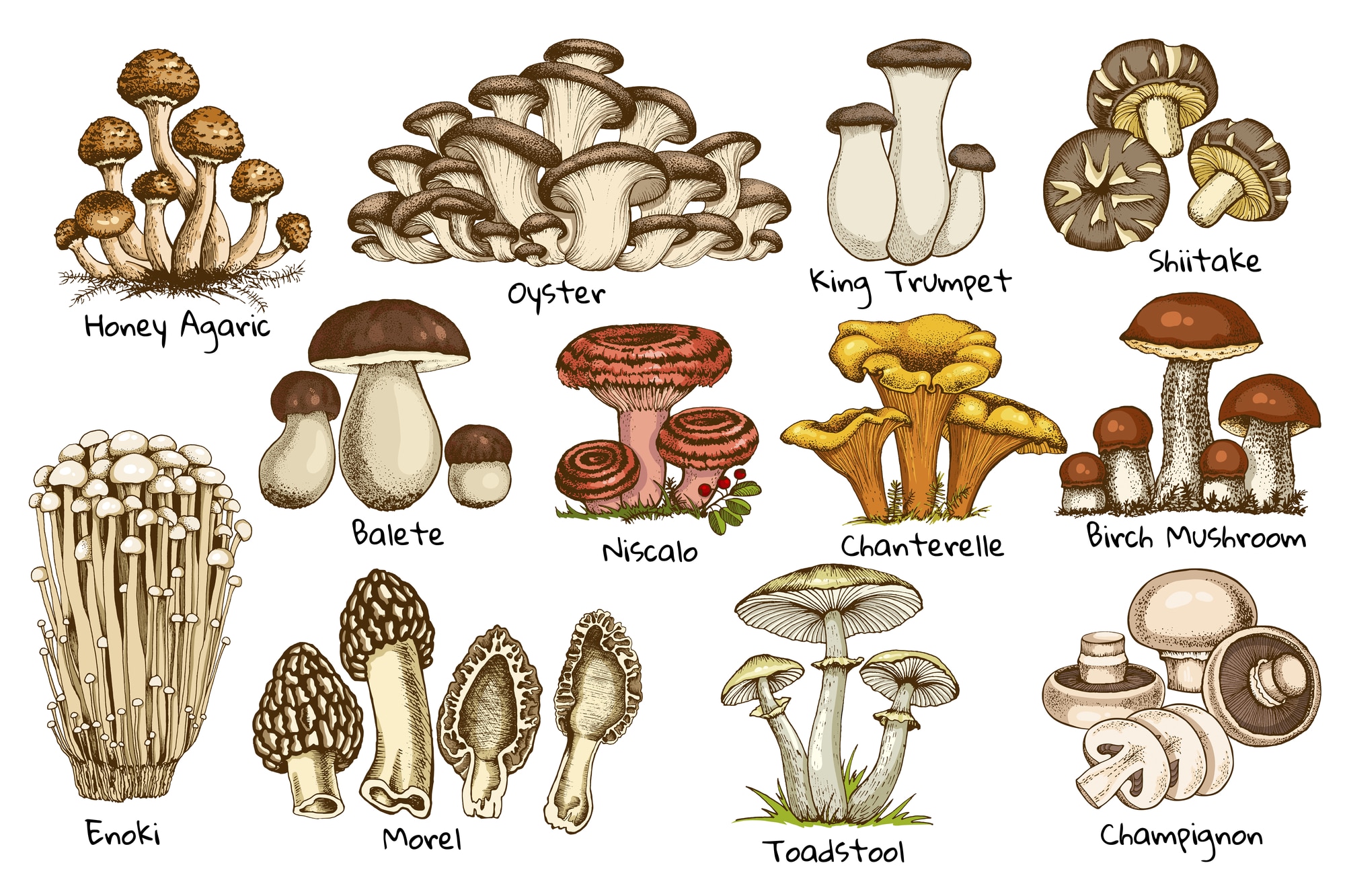 What Do Mushrooms Taste Like - Swirls of Flavor