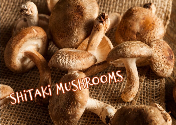 shitaki mushrooms on surface