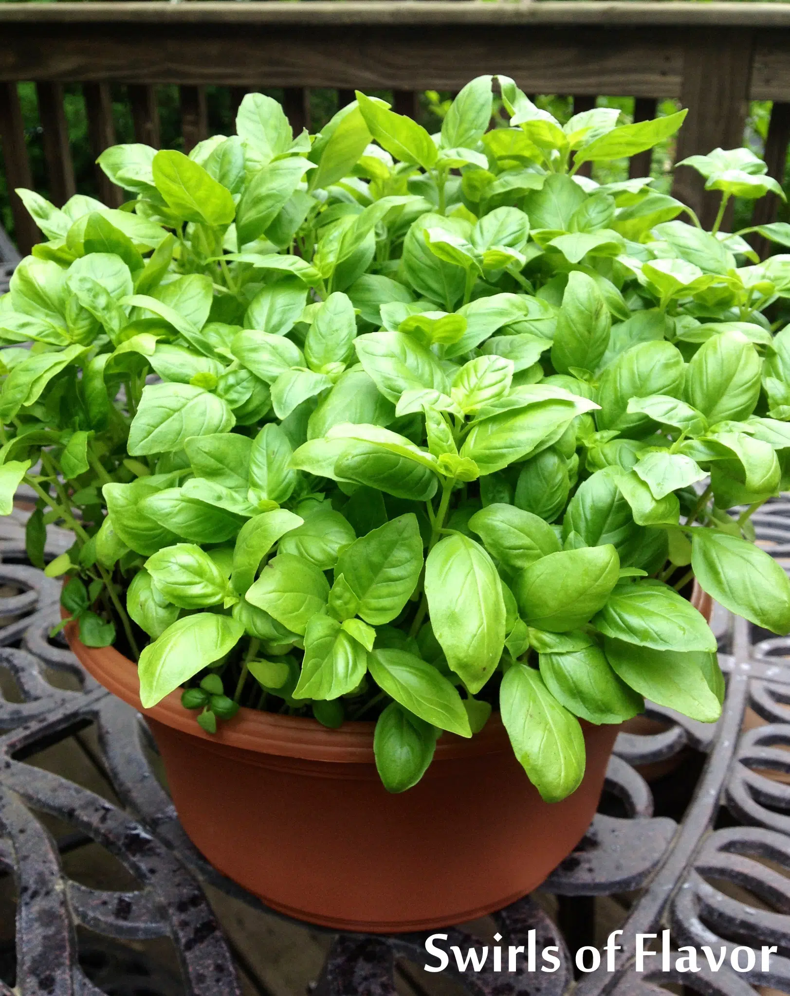 basil plant in a pot