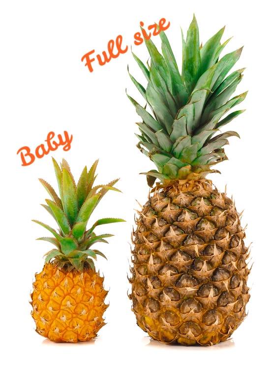 a baby pineapple and a full size pineapple