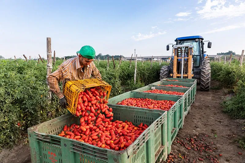 san marzano tomatoes being harvested