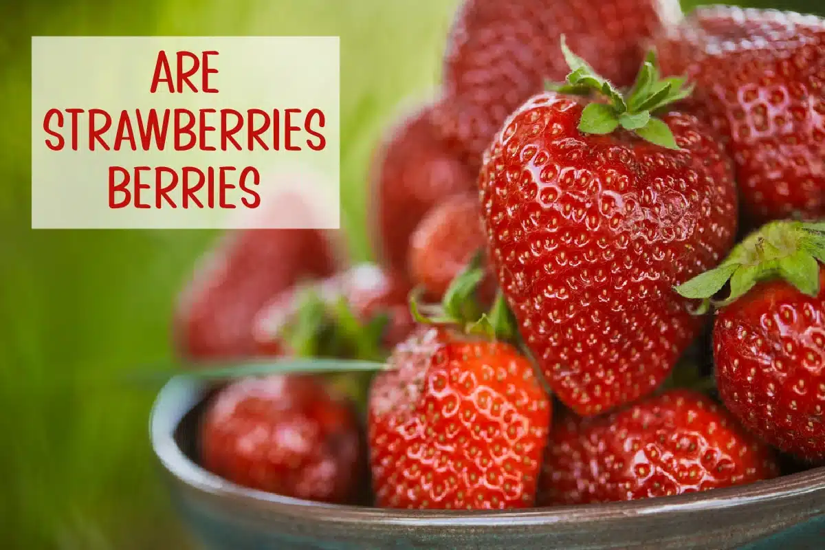 fresh strawberries with are strawberries berries text overlay