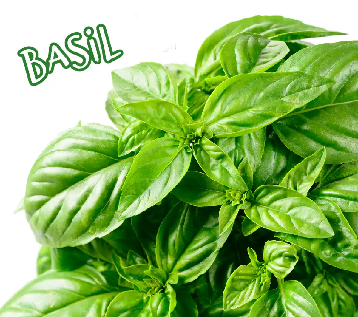fresh basil