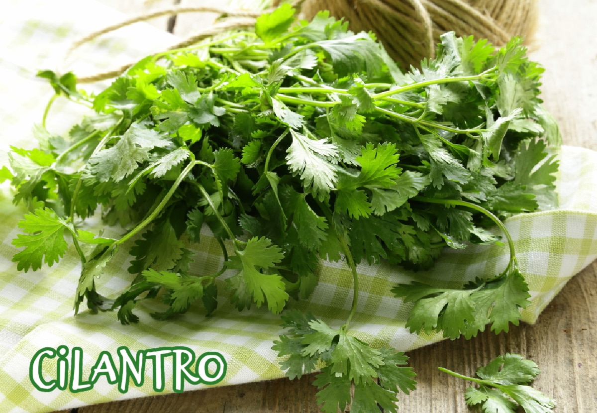 bunch of cilantro on towel