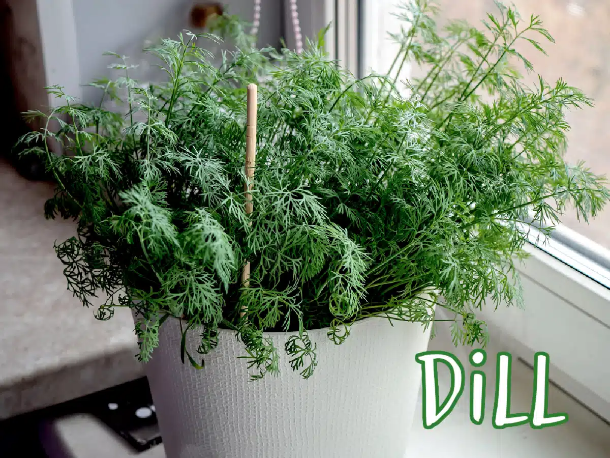 fresh dill in a flowerpot