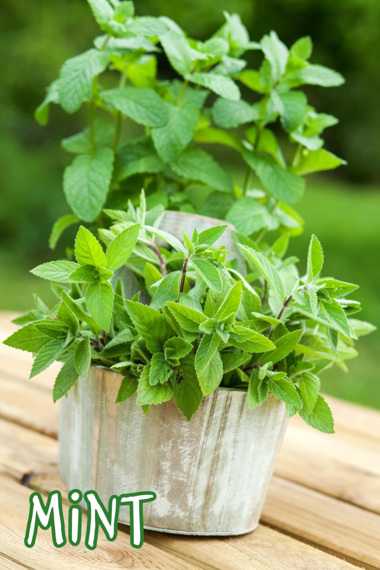 freh mint in a flowerpot