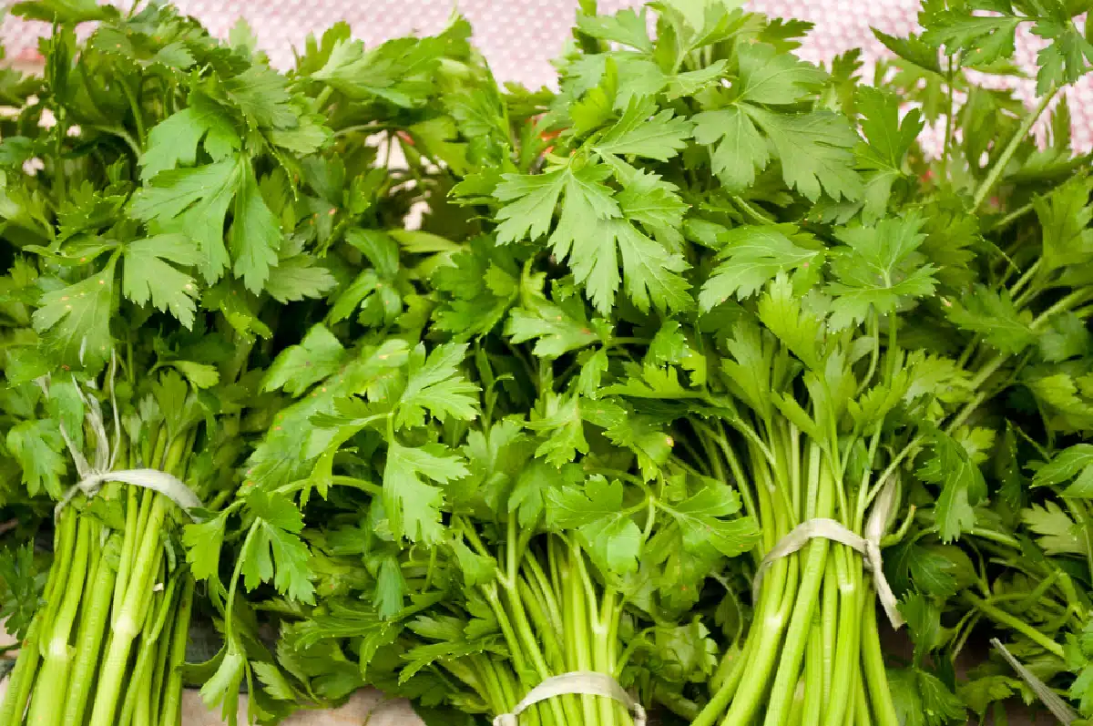 bunches of flat leaf parsley