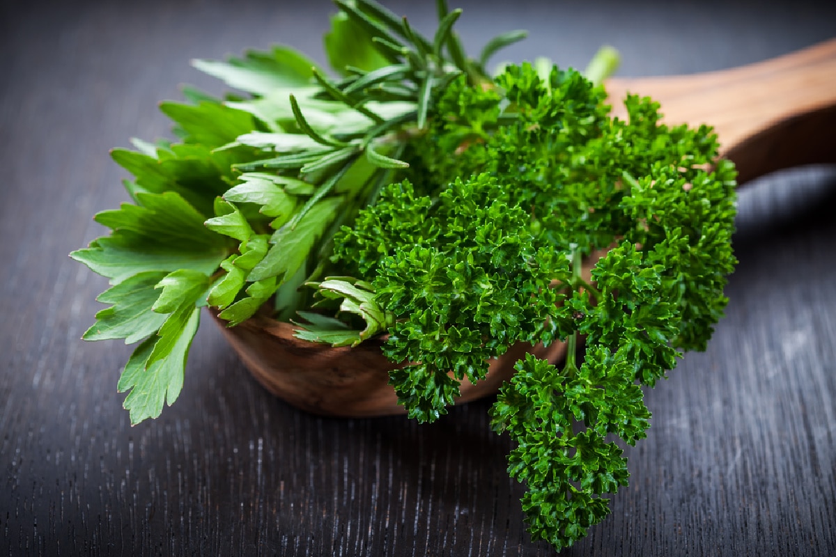 flat leaf parsley and curly parsley on a wooden spoon