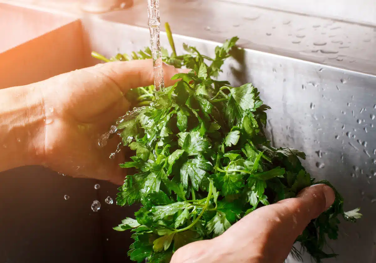 washing parsley under running water