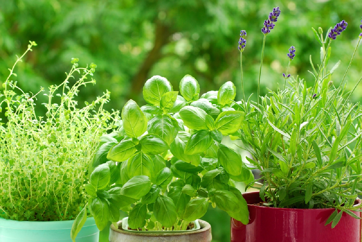 assoted fresh herbs n flowerpots