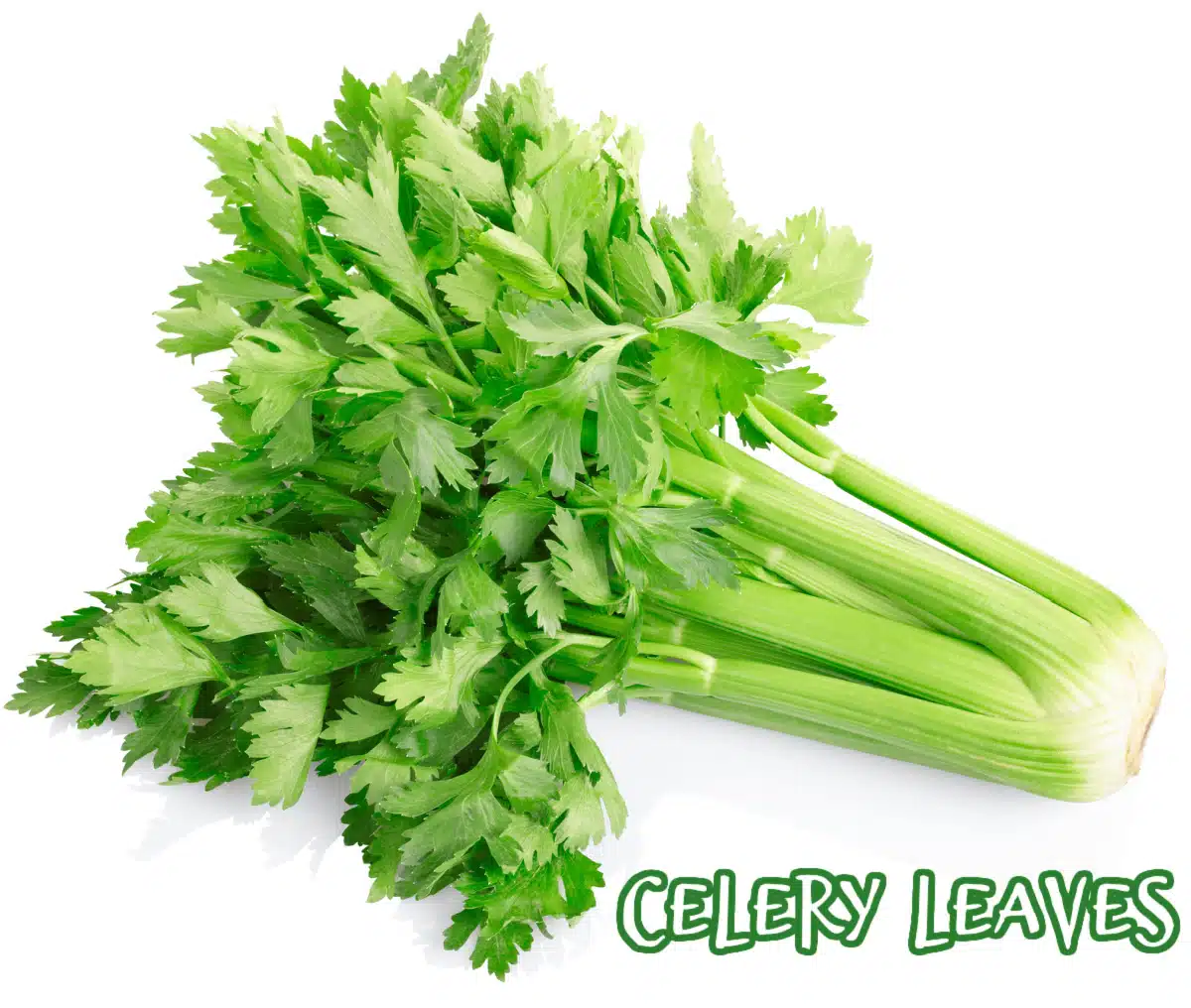 celery with leaves