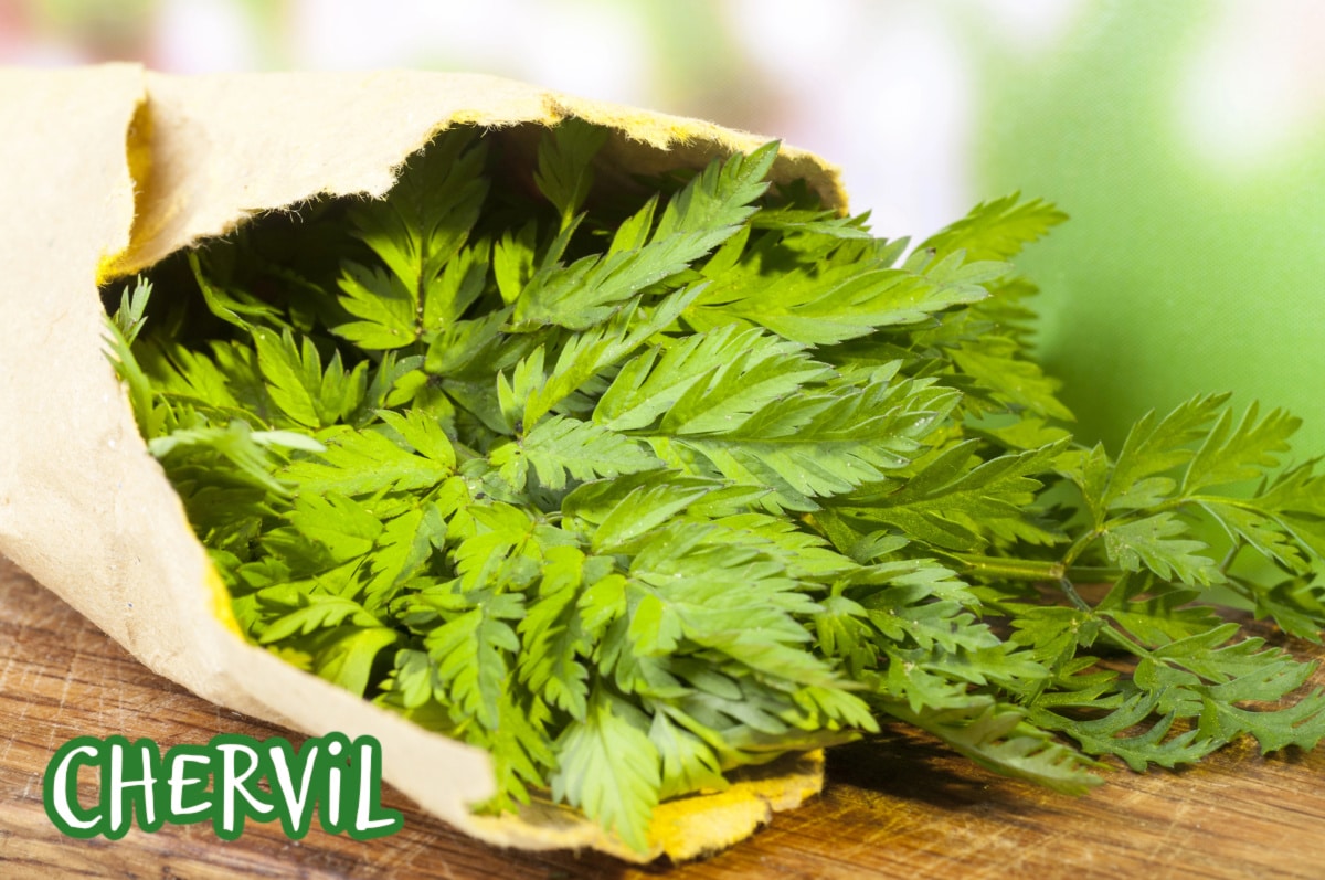 bunch of fresh chervil wrapped in burlap