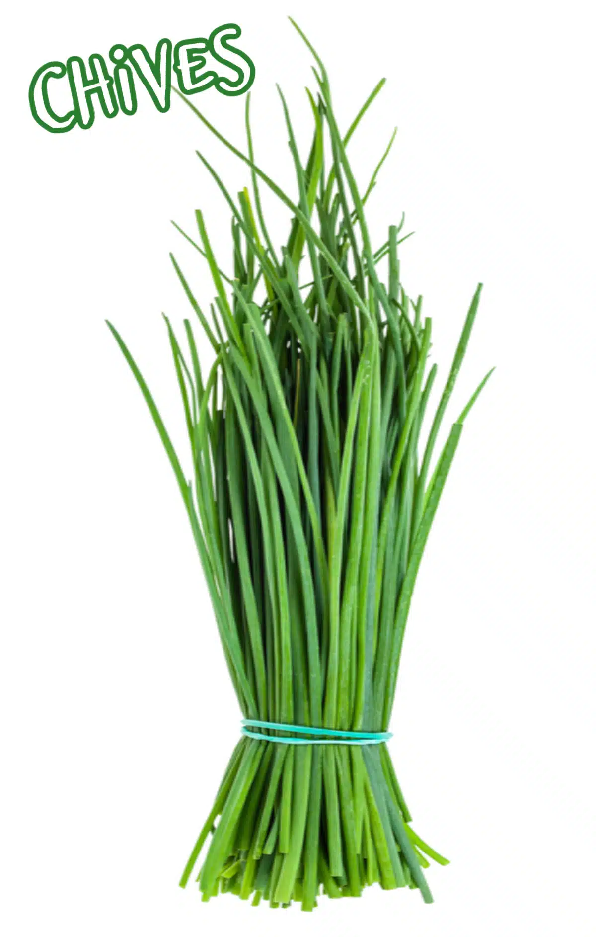 bunch of fresh chives