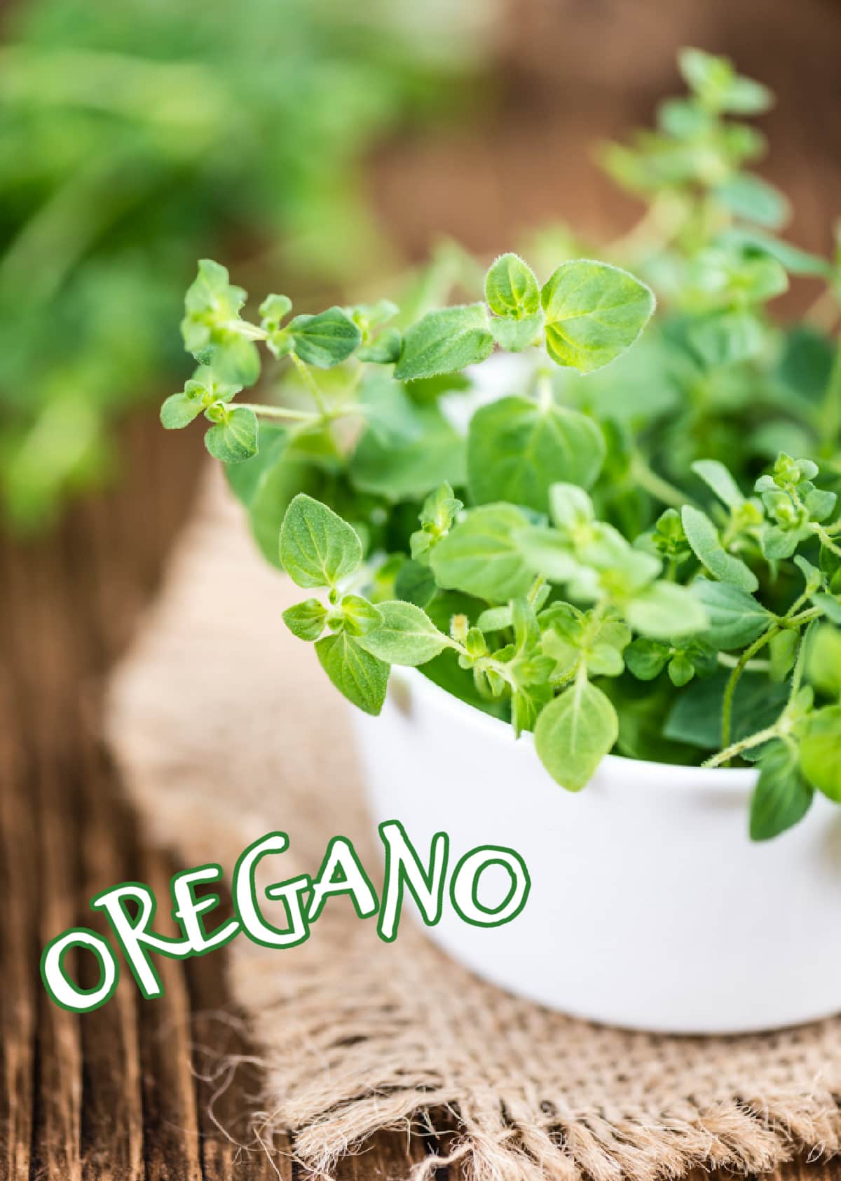 fresh oregano in a flowerpot