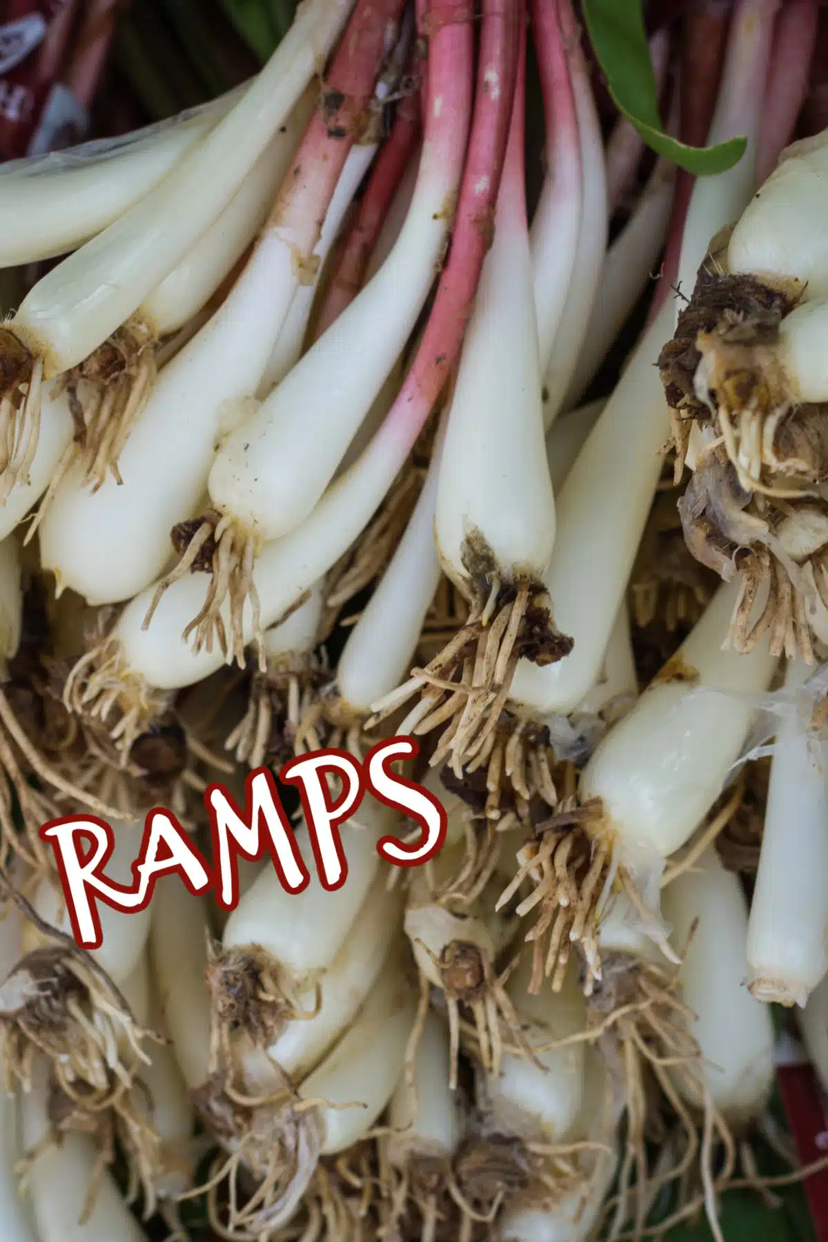 bunches of ramps