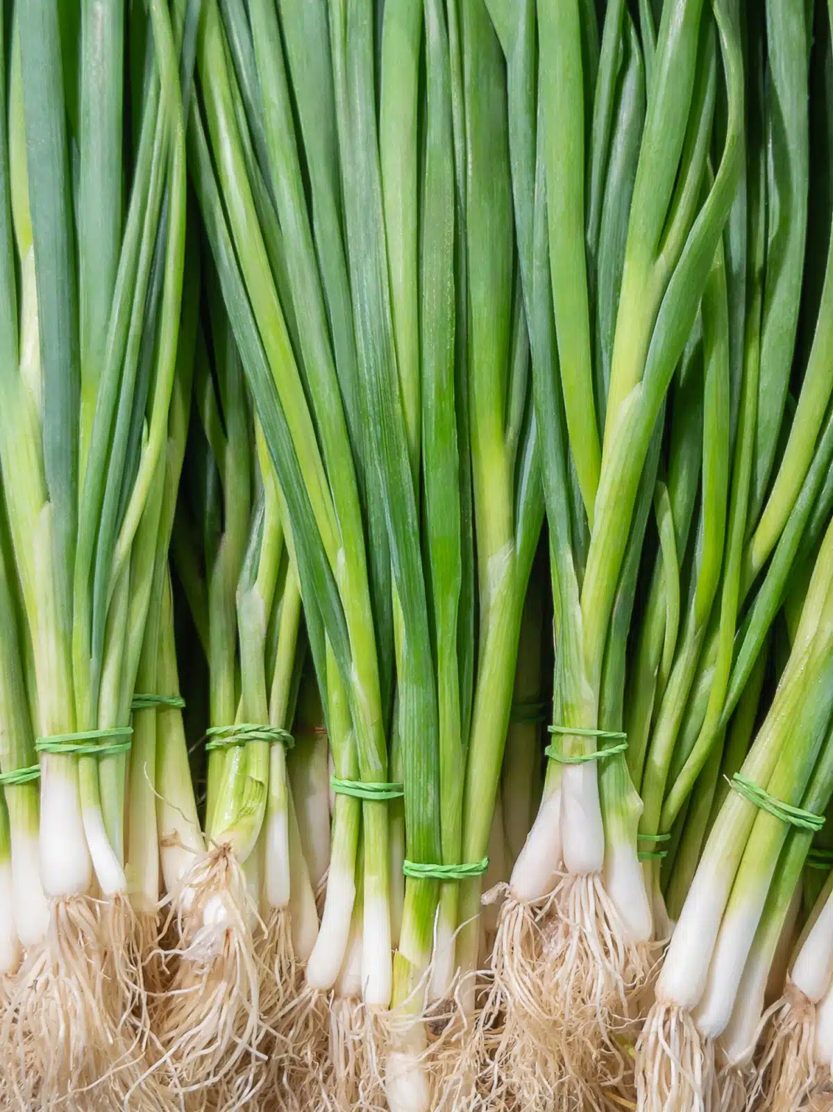 bunches of scallions