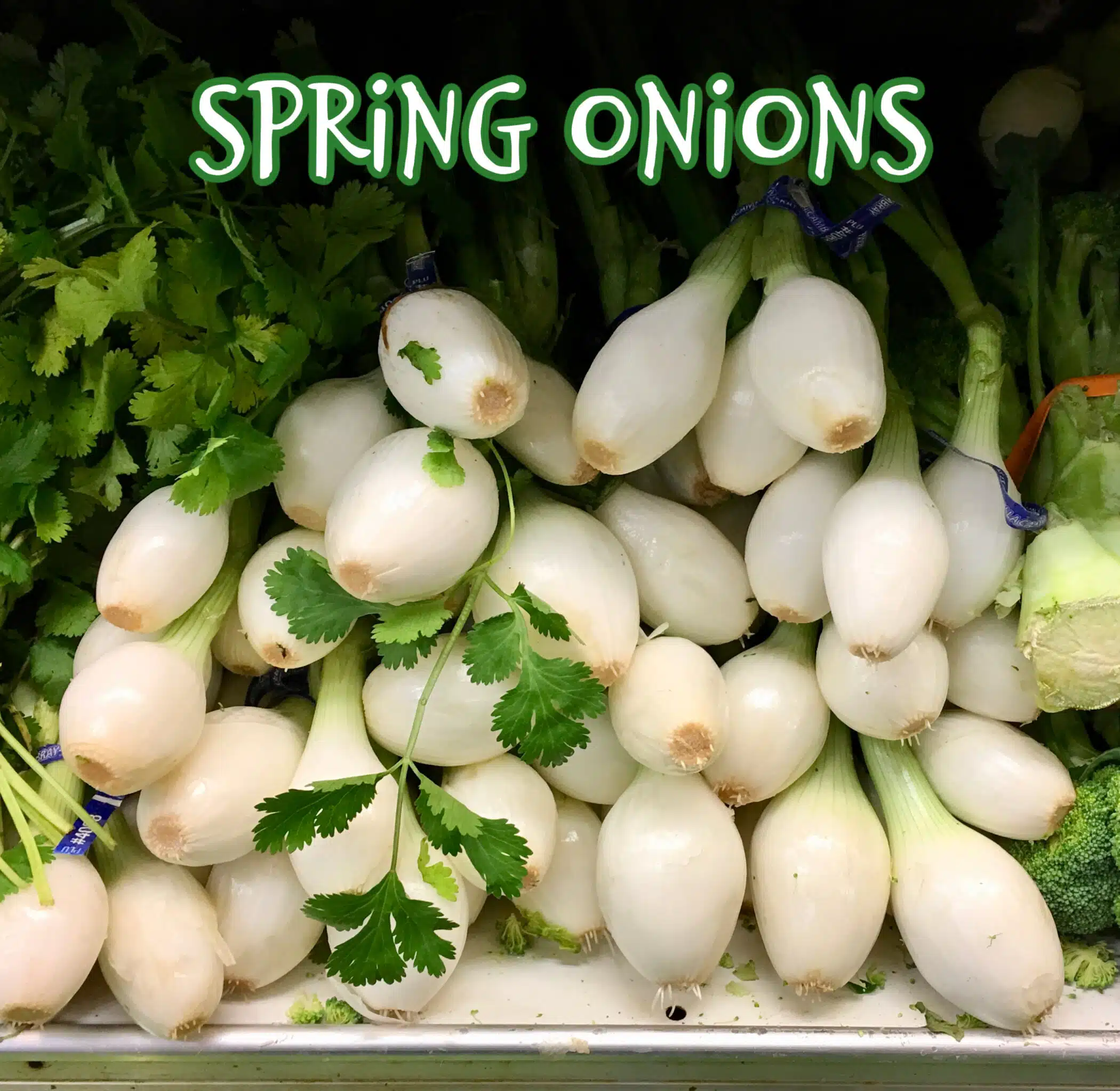 bunches of spring onions