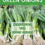 scallion bunches and substitutes for green onions with text overlay