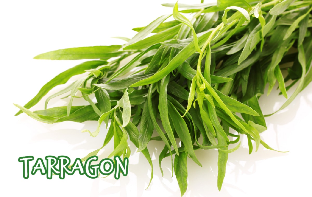 bunch of fresh tarragon