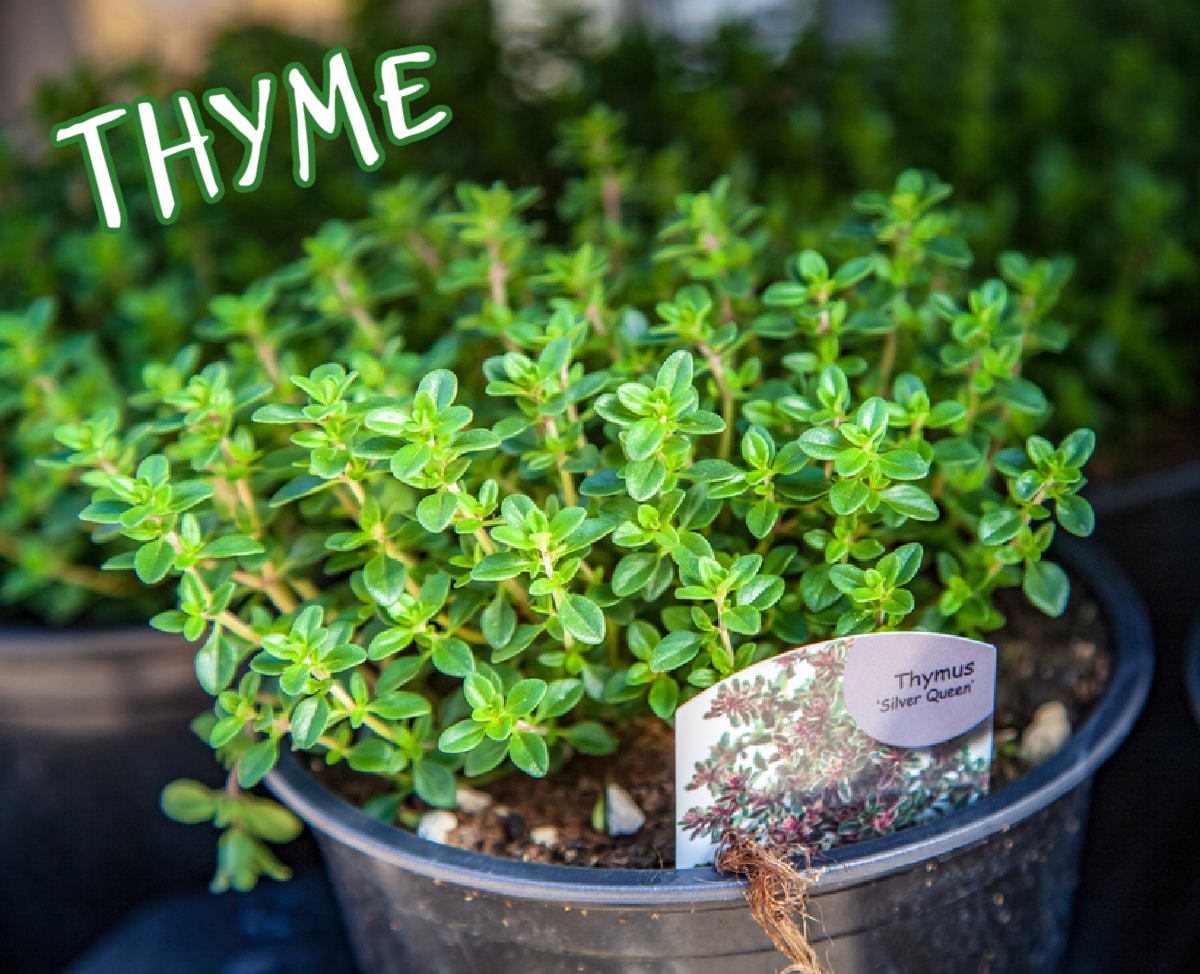 frresh thyme in a flowerpot