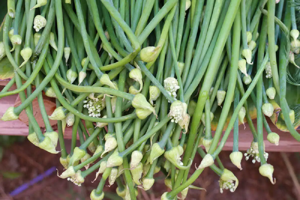 garlic scapes with flower buds