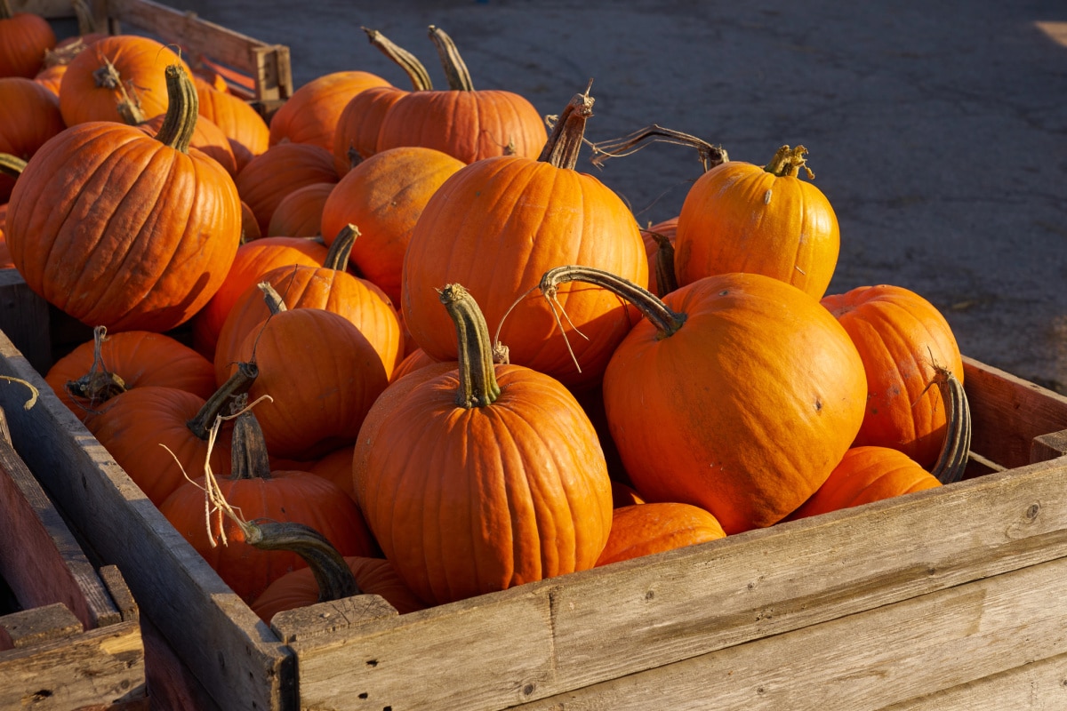 pumpkins in wooden crate